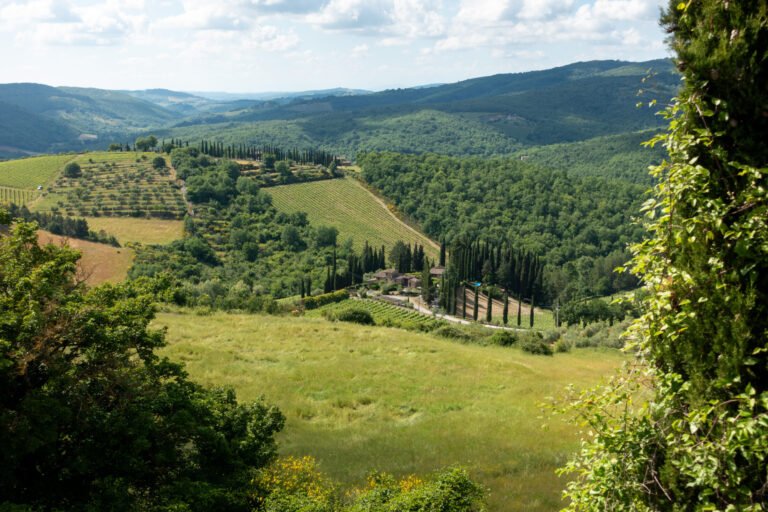 Grønne vinmarker i et bakket landskab i Toscana